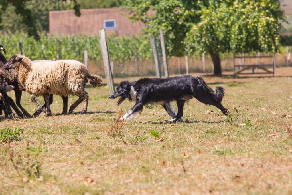 Njut blacky girl Du Domaine Du Grand Cyrius